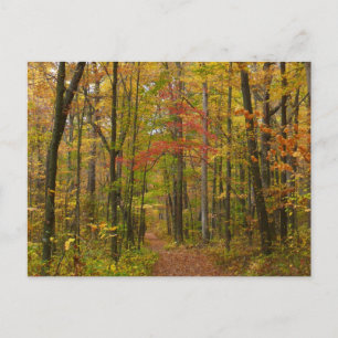 Laurel Hill Trail in Fall Postcard