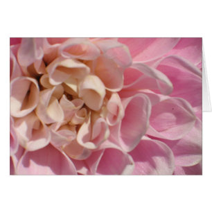Laurie's Dahlia
