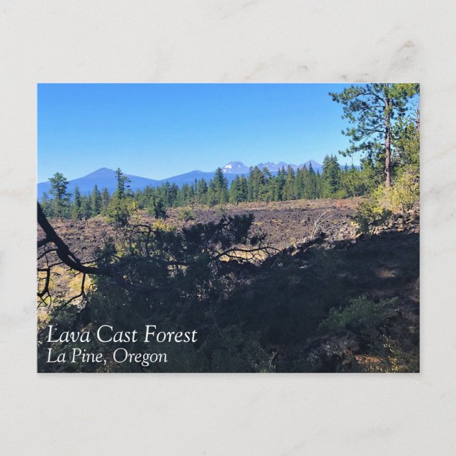 Lava Cast Forest, Oregon Postcard (Front)