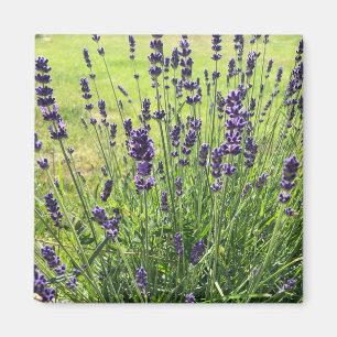 Lavanda flowers in summer magnet