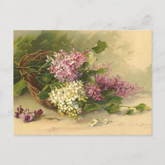 Lavander and White Beauty Postcard