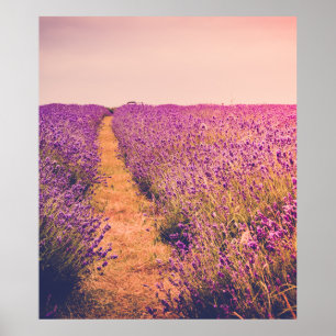 Lavander Poster