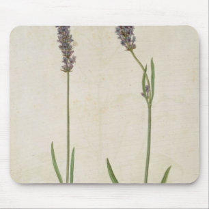 Lavandula officinalis (Old English Lavender), c.15 Mouse Pad
