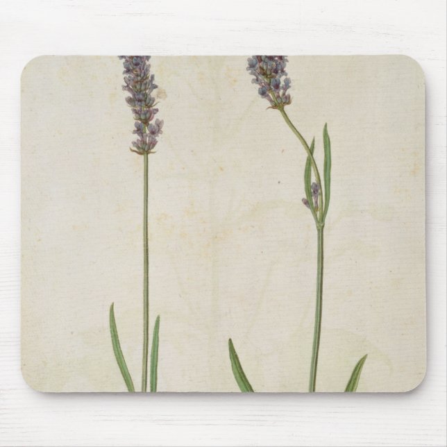 Lavandula officinalis (Old English Lavender), c.15 Mouse Pad (Front)