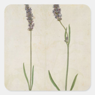 Lavandula officinalis (Old English Lavender), c.15 Square Sticker