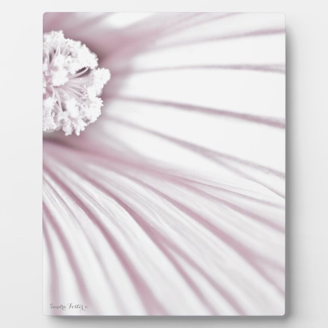 Lavatera Flower Macro Plaque (Front)