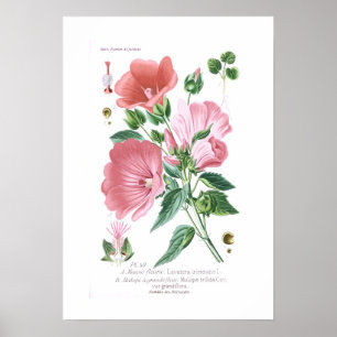 Lavatera trimestris and Malope trifida Poster