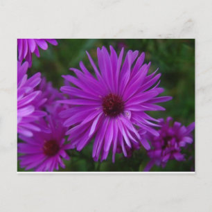 Lavendar Aster Postcard