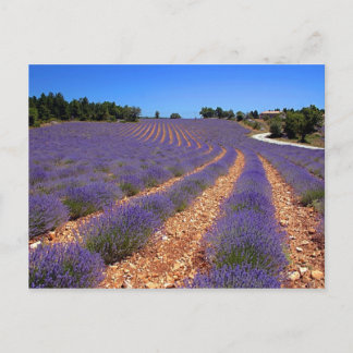 Lavendar field in Provence Postcard