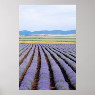 Lavendar fields poster
