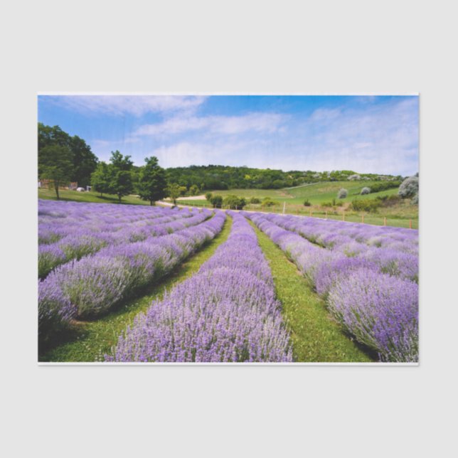 Lavendar Fields Tissue Paper (Front)
