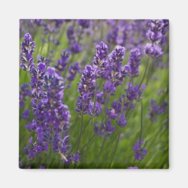 Lavendar | Lavendel Magnet (Front)