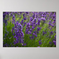 Lavendar | Lavendel