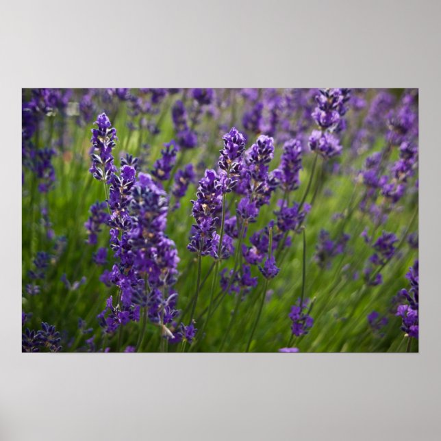 Lavendar | Lavendel Poster (Front)