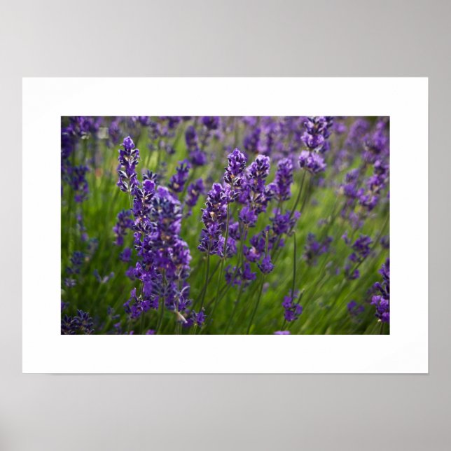 Lavendar | Lavendel Poster (Front)