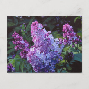 Lavendar Lilacs Postcard