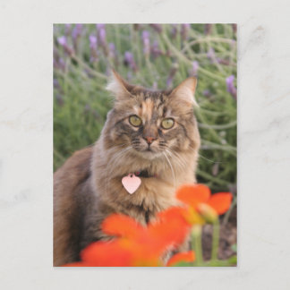 Lavendar, Nasturtium,  and a Tortoiseshell Cat Postcard