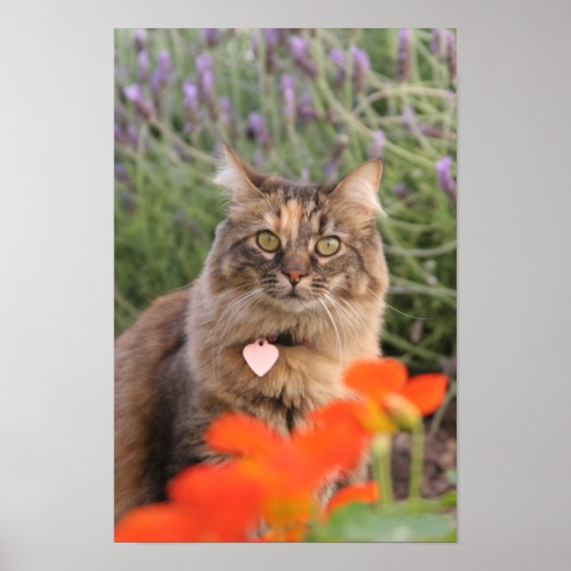 Lavendar, Nasturtium,  and a Tortoiseshell Cat Poster (Front)
