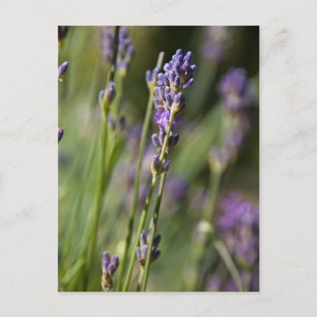 Lavendar Postcard (Front)