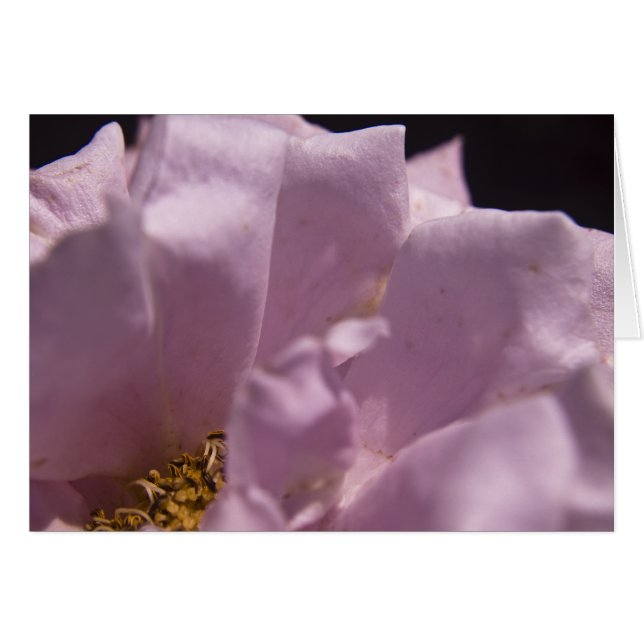 Lavendar Rose Petals Card (Front Horizontal)