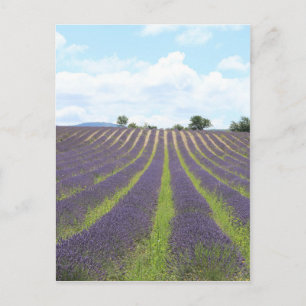 Lavendel Field in the Provence Postcard