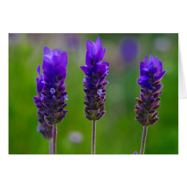 lavender (Front Horizontal)
