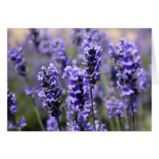 Lavender (Front Horizontal)