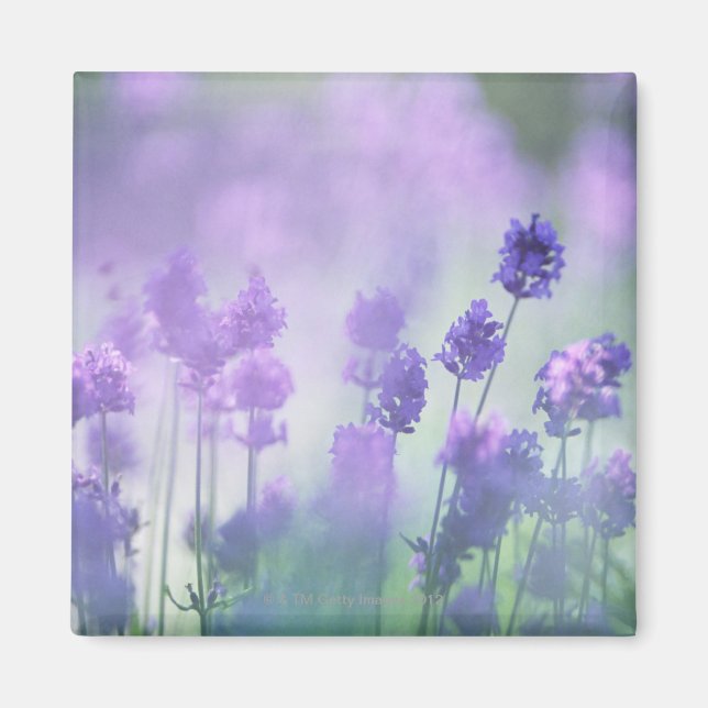 Lavender 2 magnet (Front)
