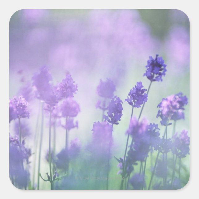 Lavender 2 square sticker (Front)
