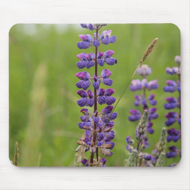 Lavender Alaskan Lupines Mouse Pad (Front)