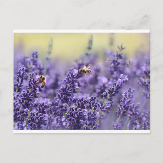Lavender and Bees Postcard