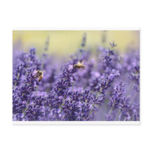 Lavender and Bees