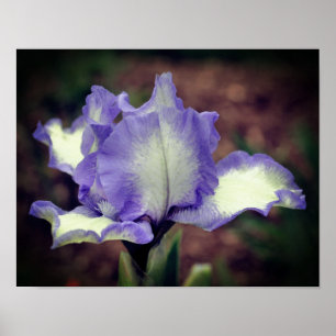 Lavender And White Bearded Iris Flower Poster
