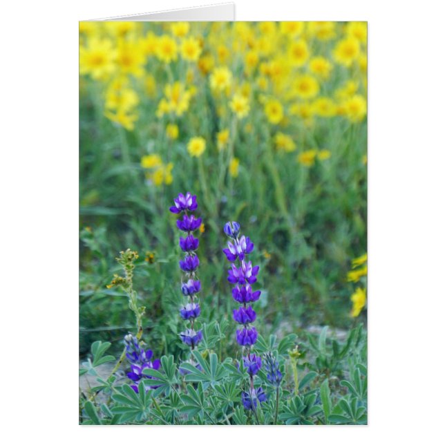 Lavender and Yellow Sunflower (Front)