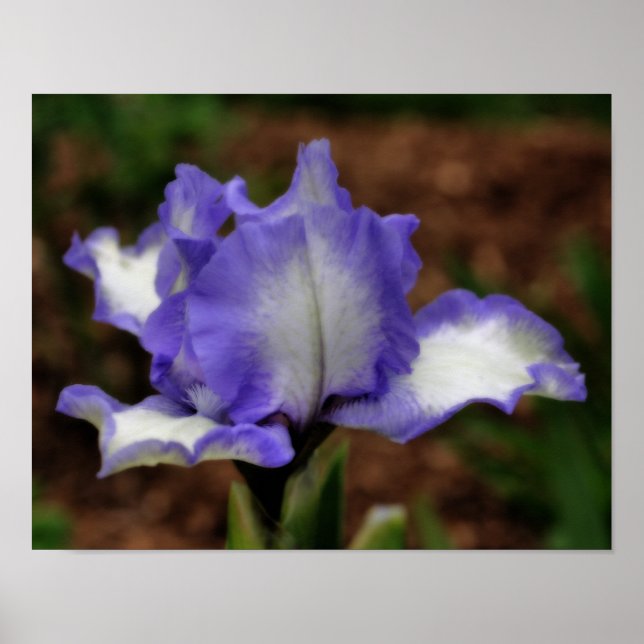 Lavender Bearded Iris Flower Orton Art Poster (Front)
