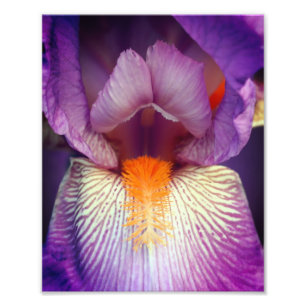 Lavender Bearded Iris Flower Petal Close Up 8x10 Photo Print