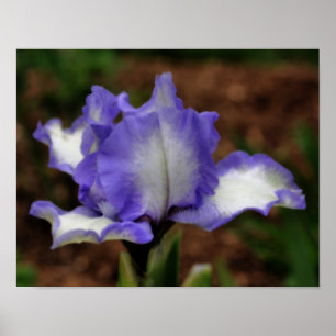 Lavender Bearded Iris Flower Poster