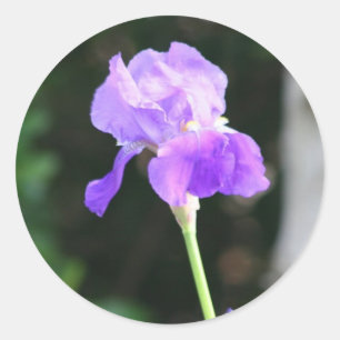 Lavender Bearded Iris stickers