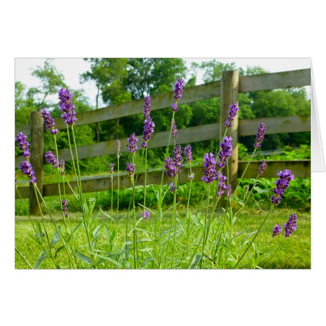 Lavender Blooming (Front Horizontal)