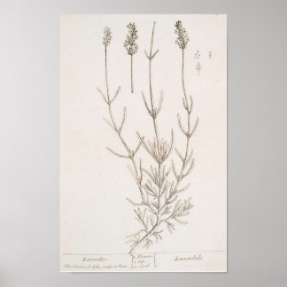 Lavender botanical print poster
