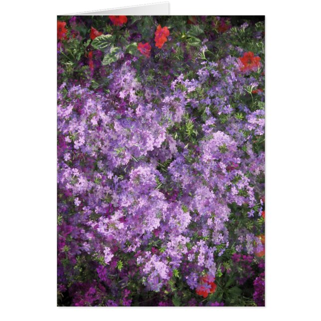 Lavender Bush (Front)