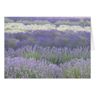 Lavender Card