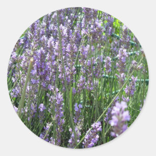 Lavender Classic Round Sticker