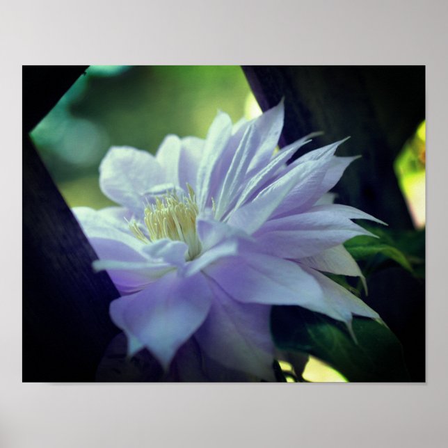 Lavender Clematis Flower Nestled In Trellis  Poster (Front)