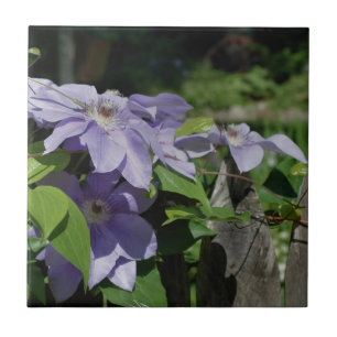 Lavender Clematis Flowers On Fence Nature Ceramic Tile