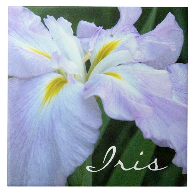 Lavender Coloured Iris (photog) Tile (Front)
