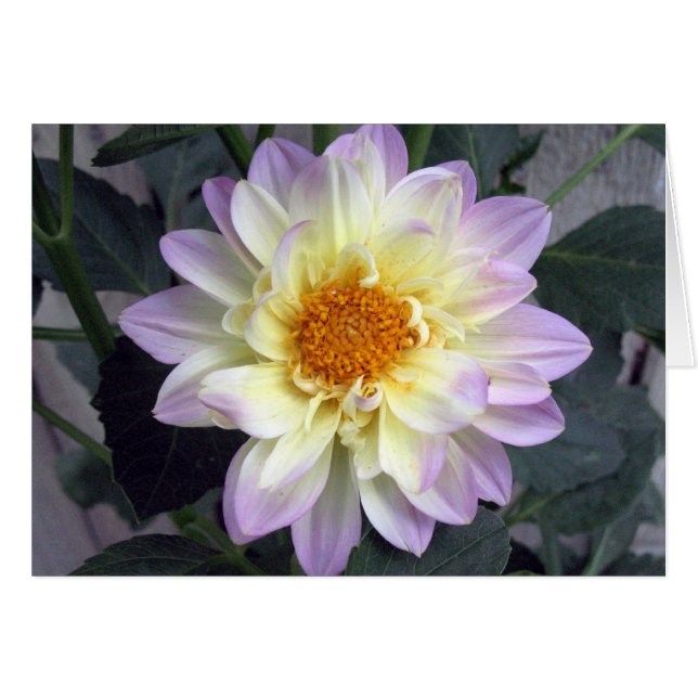 Lavender Creme Dahlia (Front Horizontal)