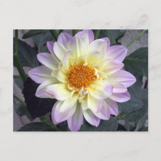Lavender Creme Dahlia Postcard