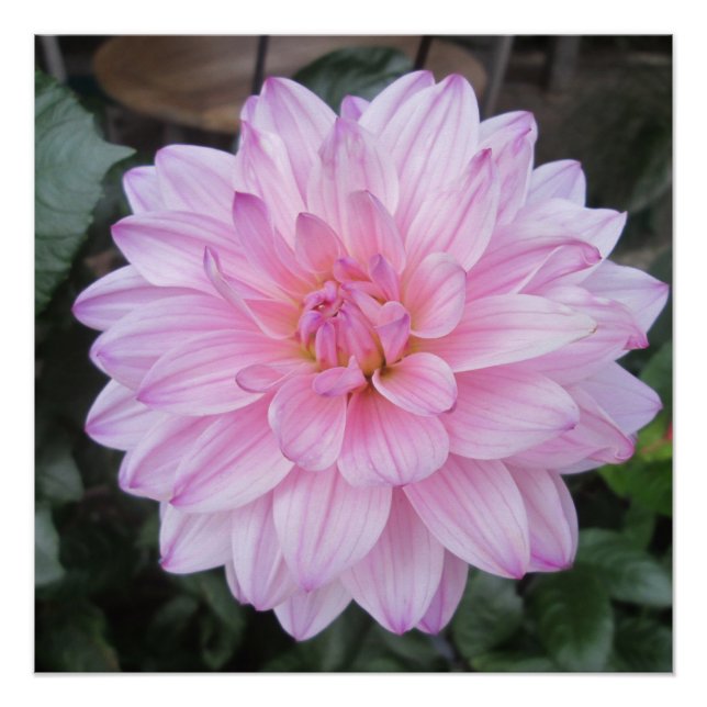 Lavender Dahlia Flower Poster (Front)