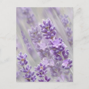 Lavender dreams. postcard